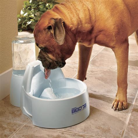 outdoor dog drinking water bowl